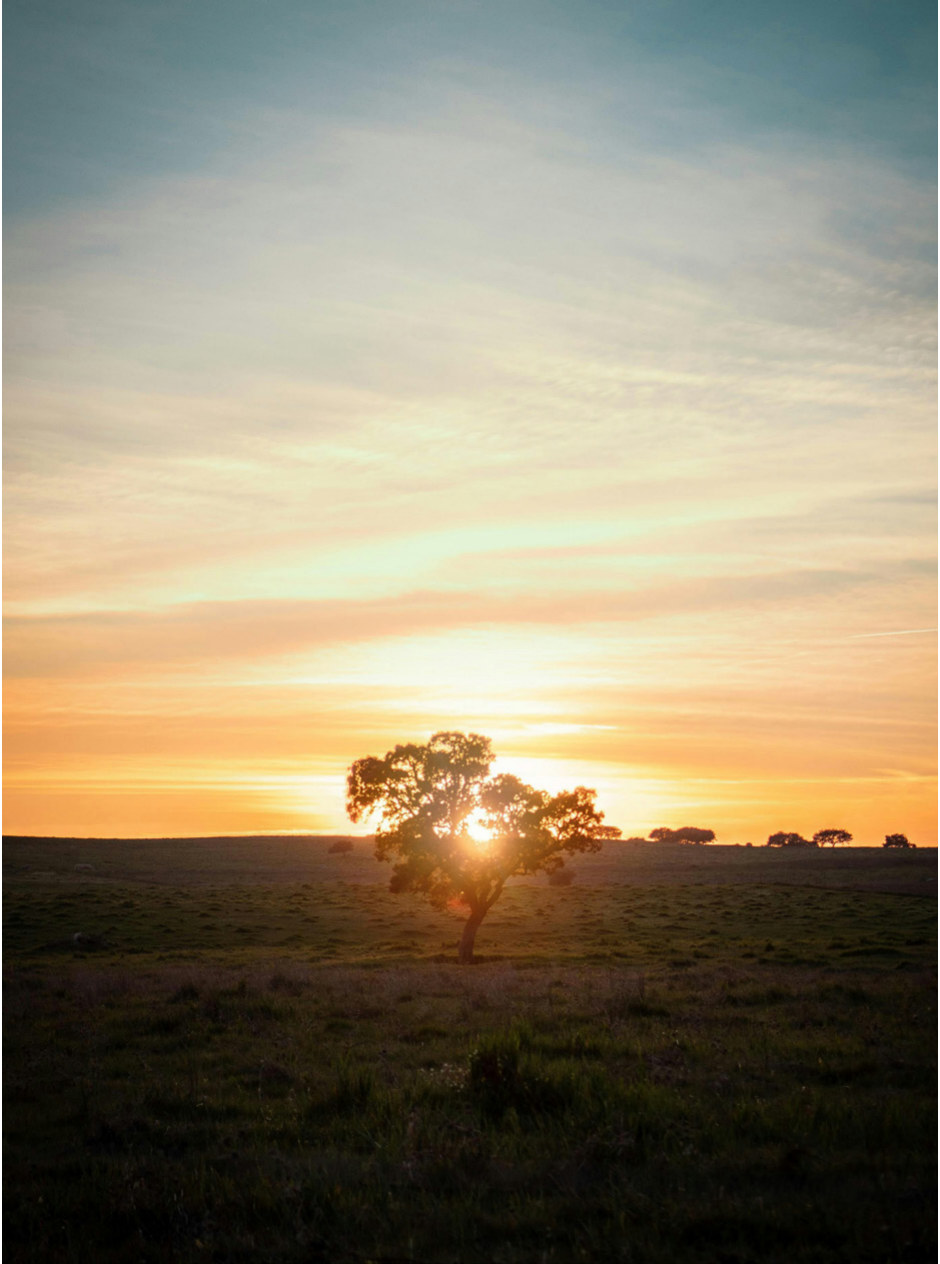 Sobreiro solitário ao pôr do sol na planície alentejana