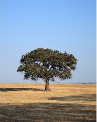 Sobreiro na planície alentejana